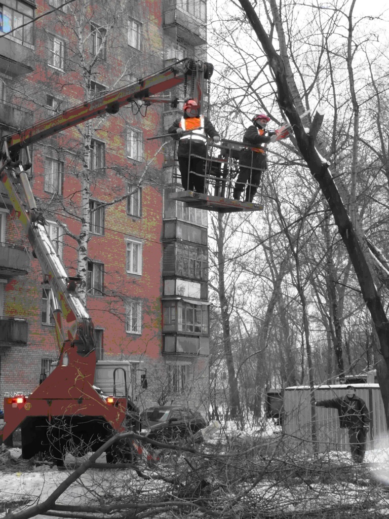 trees4.jpg